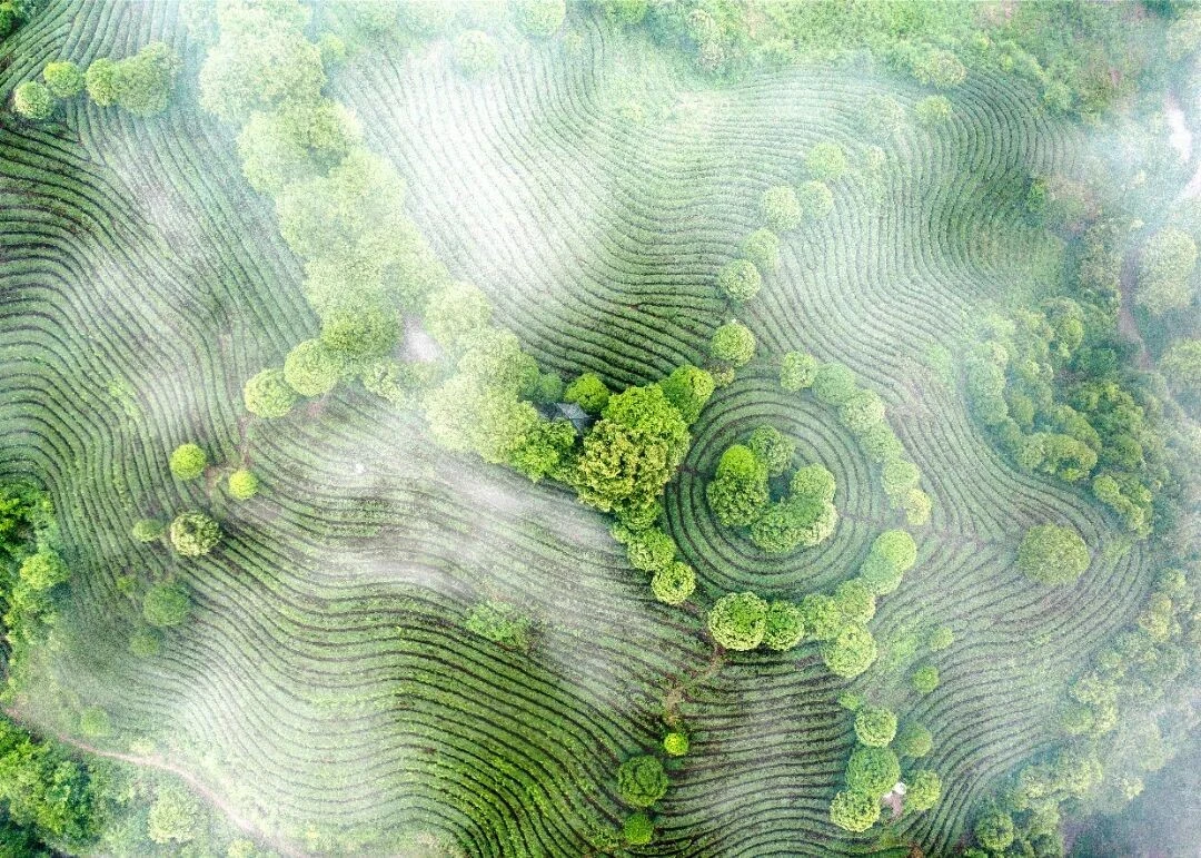 Wuyi-Tea-garden Wuyi-Tea-garden
